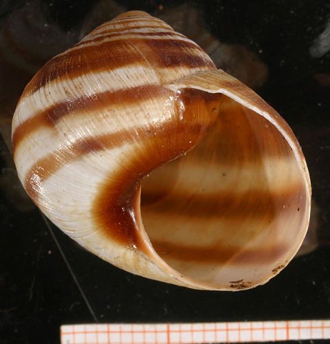 Helix nucula